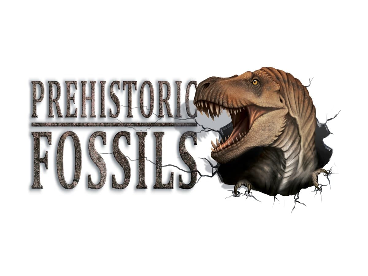 Prehistoric Fossils natural history store in Branson, Missouri