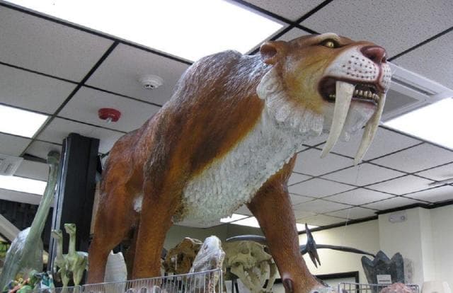 Prehistoric Fossils in Branson, Missouri