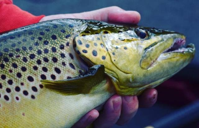 DODSON GUIDE SERVICE - Fishing Charter for Table Rock or Taneycomo in Branson, Missouri