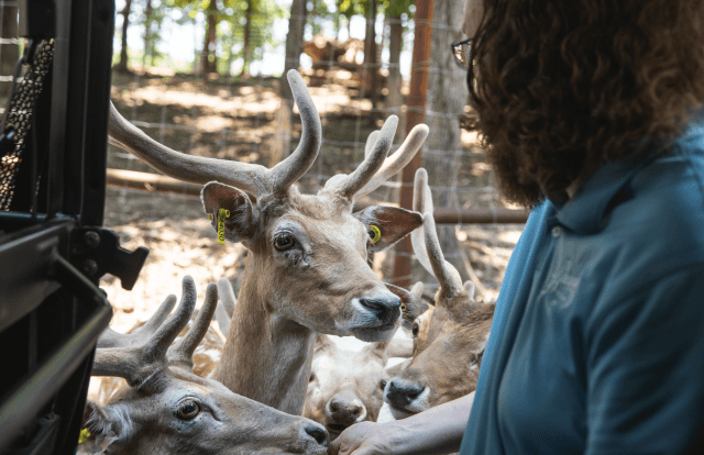 Promised Land Zoo: Eagle Rock in Branson, Missouri